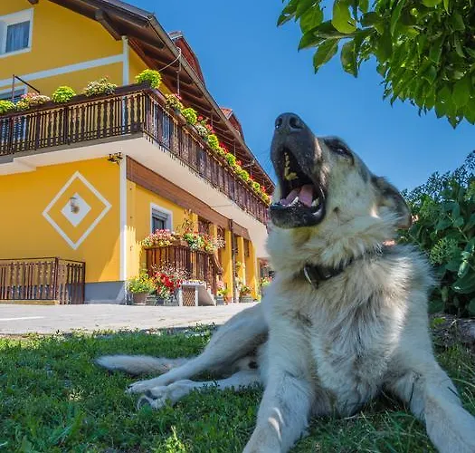 Bed & Breakfast Panorama Ptuj