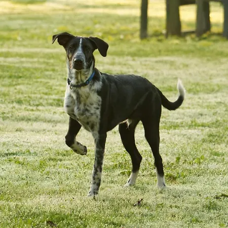 Bed & Breakfast Panorama 3*