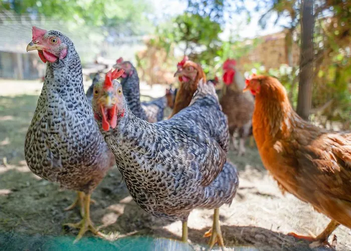 Panorama 3* بتوي